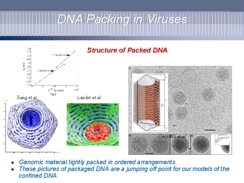 DNA Packing in Viruses Structure of Packed DNA Baker Lab-UCSD Jiang et al. Lander