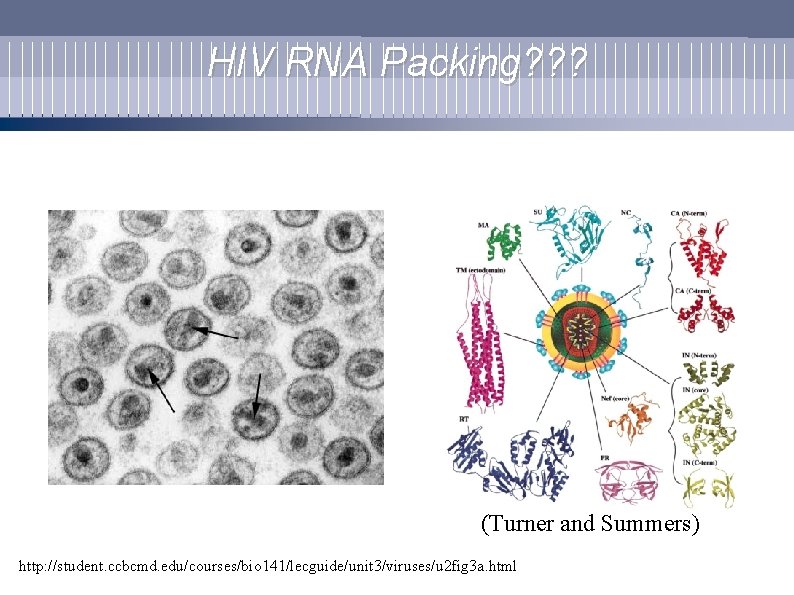 HIV RNA Packing? ? ? (Turner and Summers) http: //student. ccbcmd. edu/courses/bio 141/lecguide/unit 3/viruses/u