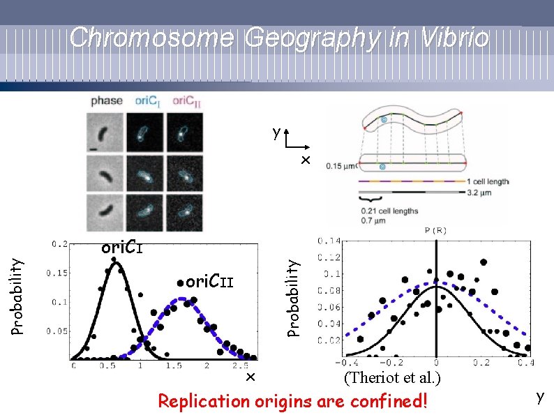 Chromosome Geography in Vibrio y ori. CI Probability x ori. CII x (Theriot et