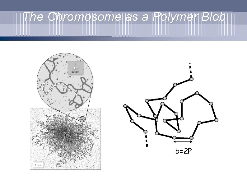 The Chromosome as a Polymer Blob b=2 P 