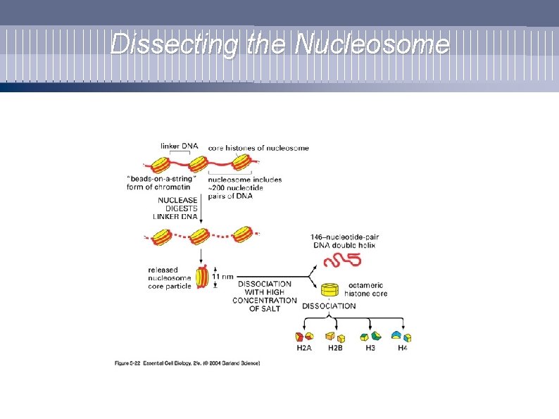 Dissecting the Nucleosome 