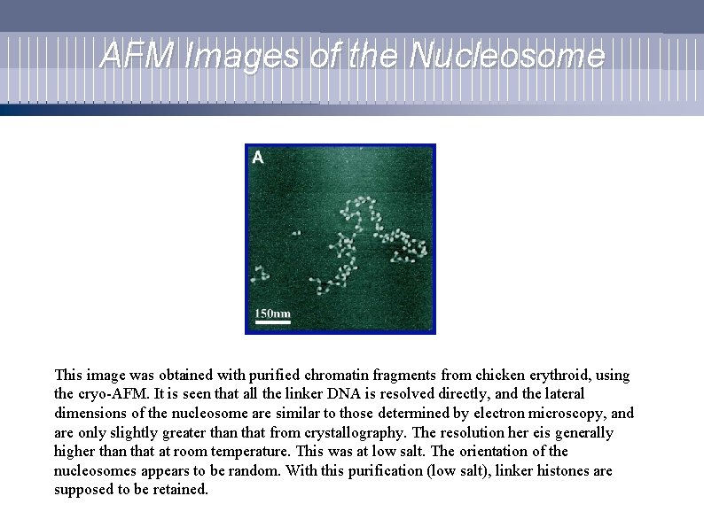 AFM Images of the Nucleosome This image was obtained with purified chromatin fragments from