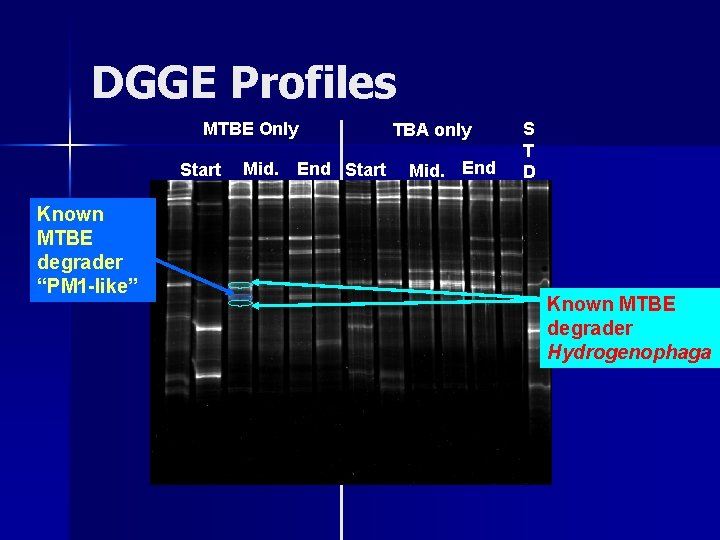 DGGE Profiles MTBE Only Start Known MTBE degrader “PM 1 -like” Mid. End Start DGGE Profiles MTBE Only Start Known MTBE degrader “PM 1 -like” Mid. End Start