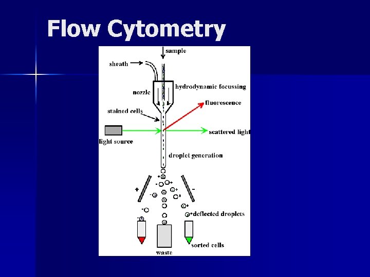 Flow Cytometry Flow Cytometry