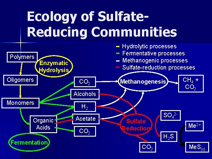 Ecology of Sulfate. Reducing Communities Polymers Hydrolytic processes Fermentative processes Methanogenic processes Sulfate-reduction processes Ecology of Sulfate. Reducing Communities Polymers Hydrolytic processes Fermentative processes Methanogenic processes Sulfate-reduction processes