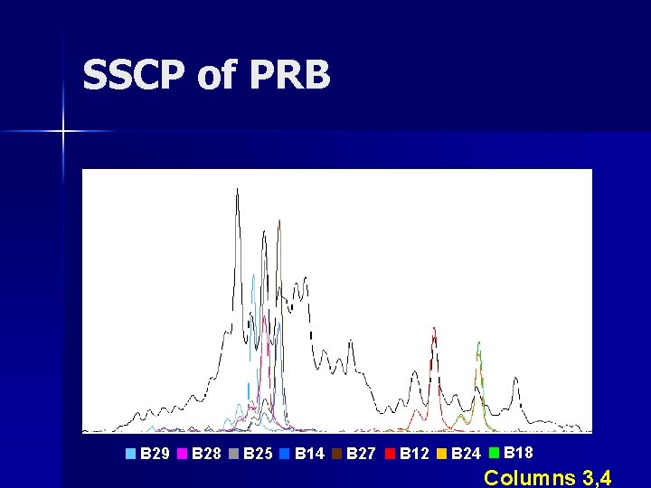 SSCP of PRB B 29 B 28 B 25 B 14 B 27 B SSCP of PRB B 29 B 28 B 25 B 14 B 27 B