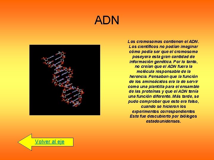 ADN Los cromosomas contienen el ADN. Los científicos no podían imaginar cómo podía ser