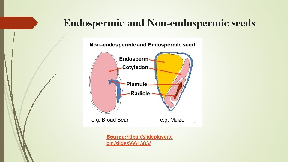 Endospermic and Non-endospermic seeds Source: https: //slideplayer. c om/slide/5661383/ 