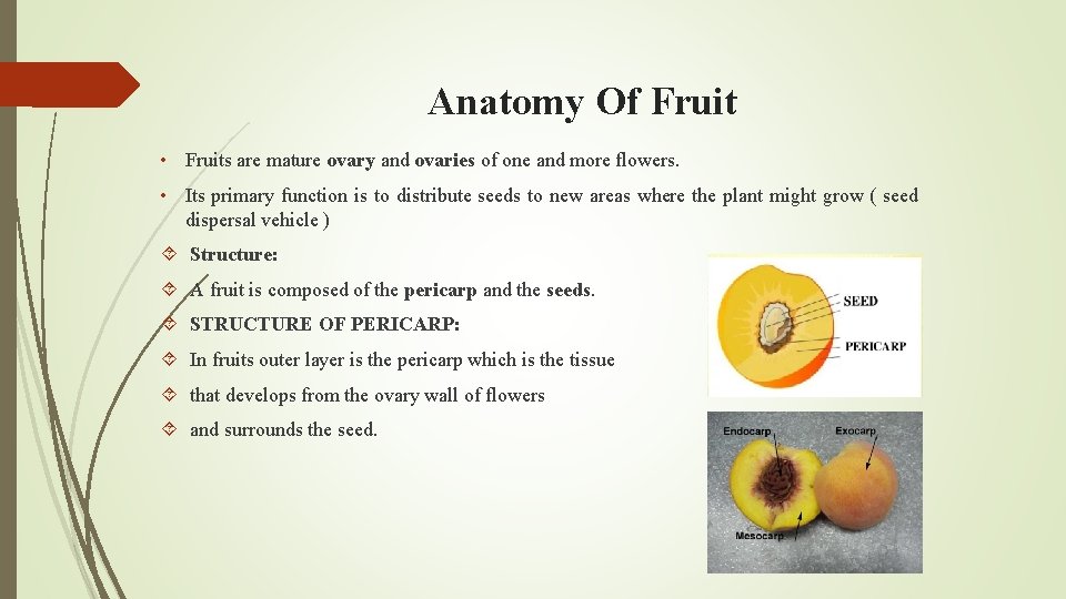 Anatomy Of Fruit • Fruits are mature ovary and ovaries of one and more