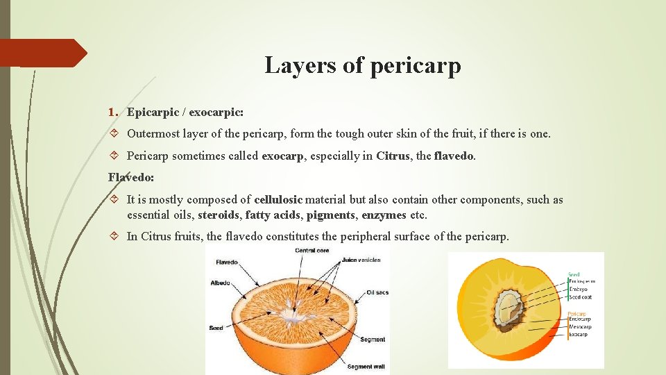 Layers of pericarp 1. Epicarpic / exocarpic: Outermost layer of the pericarp, form the