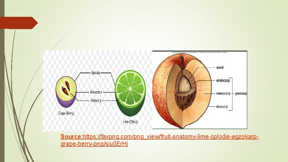 Source: https: //favpng. com/png_view/fruit-anatomy-lime-oplodie-egzokarpgrape-berry-png/siu 0 Er. Hj 