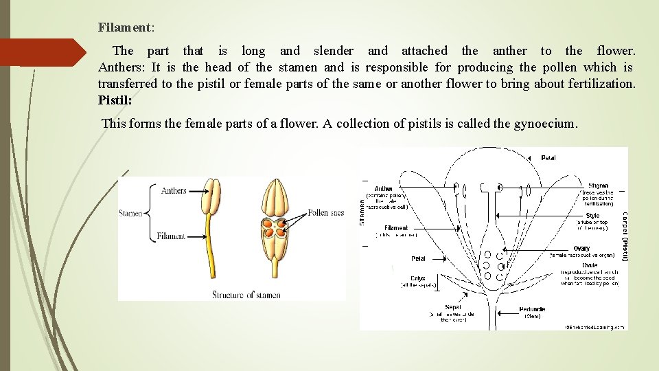 Filament: The part that is long and slender and attached the anther to the