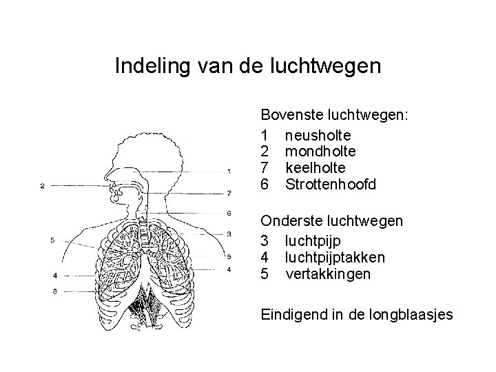 Indeling van de luchtwegen Bovenste luchtwegen: 1 neusholte 2 mondholte 7 keelholte 6 Strottenhoofd