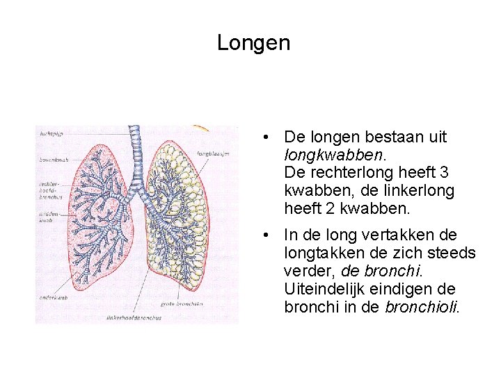 Longen • De longen bestaan uit longkwabben. De rechterlong heeft 3 kwabben, de linkerlong