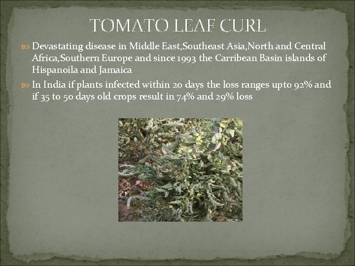 TOMATO LEAF CURL Devastating disease in Middle East, Southeast Asia, North and Central Africa,