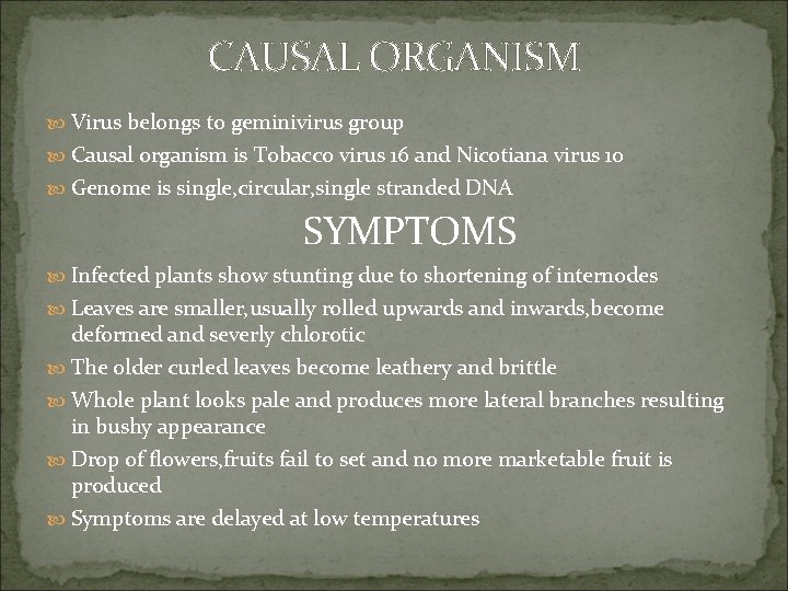 CAUSAL ORGANISM Virus belongs to geminivirus group Causal organism is Tobacco virus 16 and