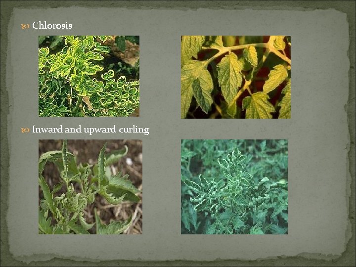  Chlorosis Inward and upward curling 