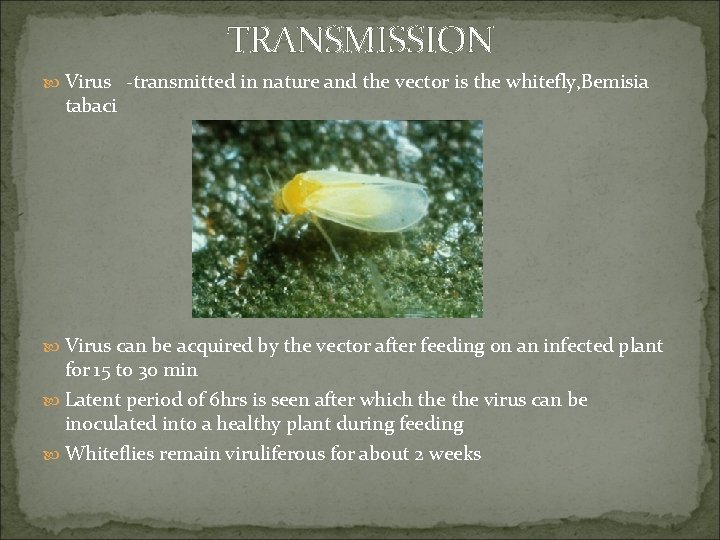 TRANSMISSION Virus -transmitted in nature and the vector is the whitefly, Bemisia tabaci Virus