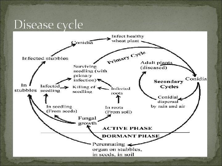 Disease cycle 