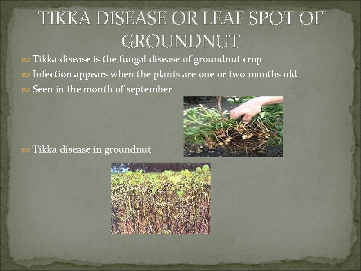 TIKKA DISEASE OR LEAF SPOT OF GROUNDNUT Tikka disease is the fungal disease of