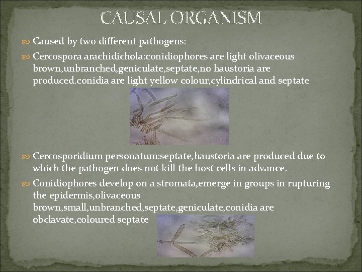 CAUSAL ORGANISM Caused by two different pathogens: Cercospora arachidichola: conidiophores are light olivaceous brown,