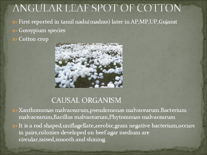 ANGULAR LEAF SPOT OF COTTON First reported in tamil nadu(madras) later in AP, MP,