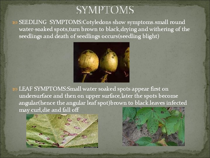 SYMPTOMS SEEDLING SYMPTOMS: Cotyledons show symptoms. small round water-soaked spots, turn brown to black,