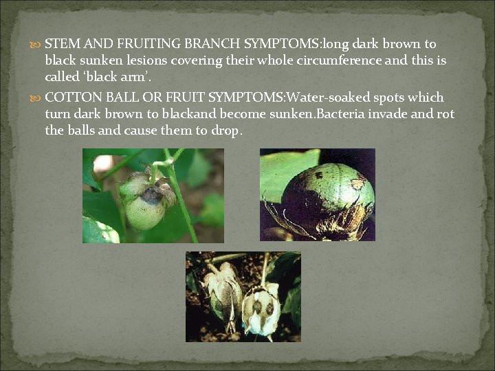  STEM AND FRUITING BRANCH SYMPTOMS: long dark brown to black sunken lesions covering