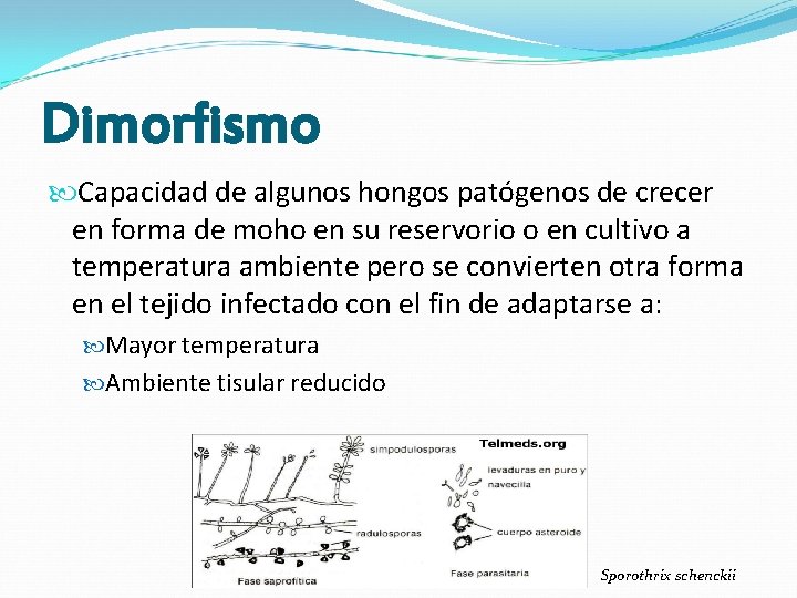 Dimorfismo Capacidad de algunos hongos patógenos de crecer en forma de moho en su Dimorfismo Capacidad de algunos hongos patógenos de crecer en forma de moho en su