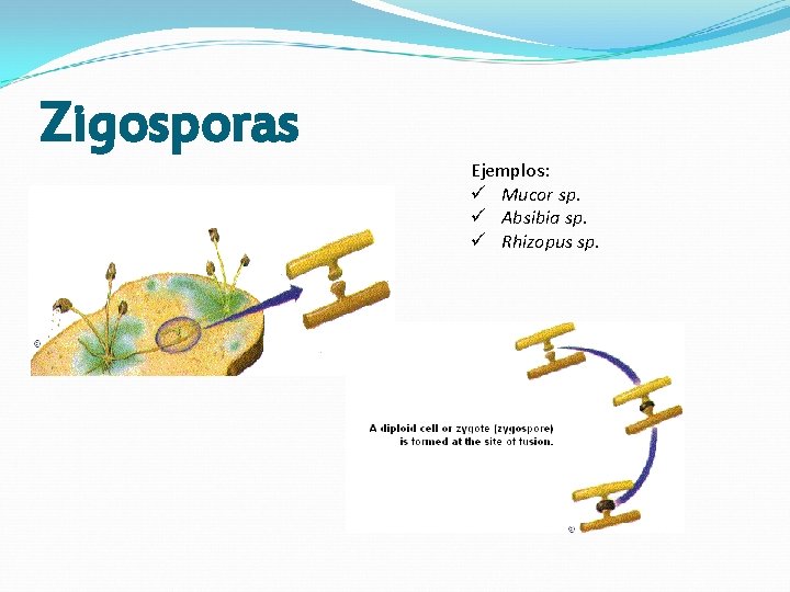 Zigosporas Ejemplos: ü Mucor sp. ü Absibia sp. ü Rhizopus sp. Zigosporas Ejemplos: ü Mucor sp. ü Absibia sp. ü Rhizopus sp.
