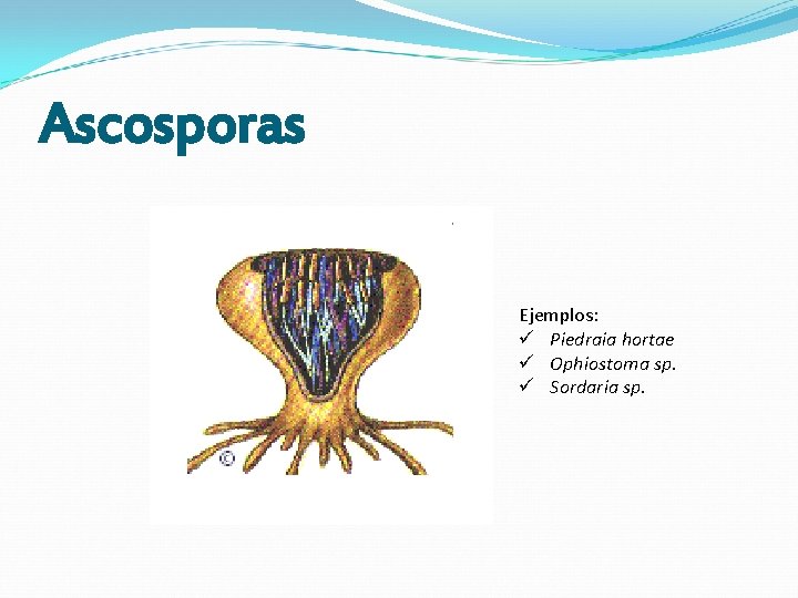Ascosporas Ejemplos: ü Piedraia hortae ü Ophiostoma sp. ü Sordaria sp. Ascosporas Ejemplos: ü Piedraia hortae ü Ophiostoma sp. ü Sordaria sp.