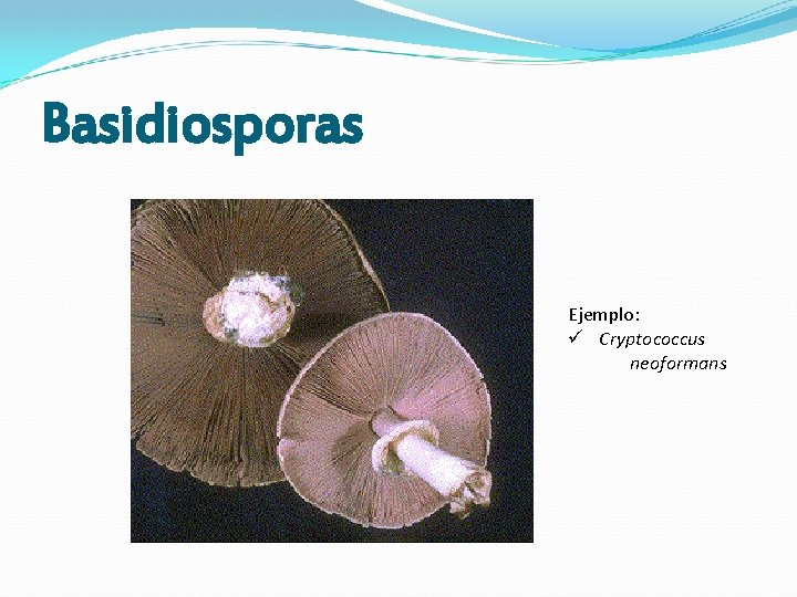 Basidiosporas Ejemplo: ü Cryptococcus neoformans Basidiosporas Ejemplo: ü Cryptococcus neoformans