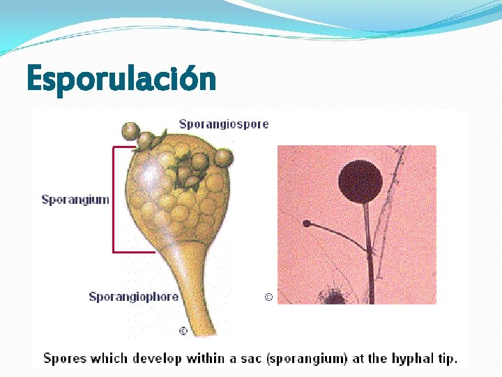 Esporulación Esporulación