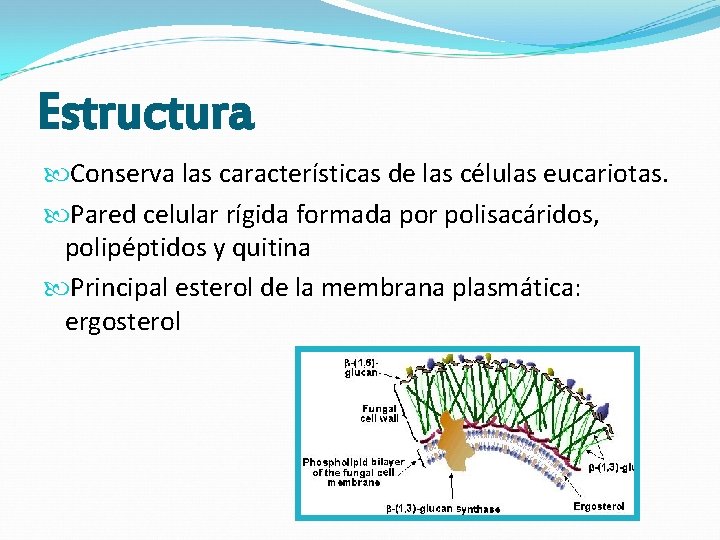 Estructura Conserva las características de las células eucariotas. Pared celular rígida formada por polisacáridos, Estructura Conserva las características de las células eucariotas. Pared celular rígida formada por polisacáridos,