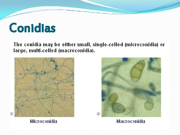 Conidias Conidias
