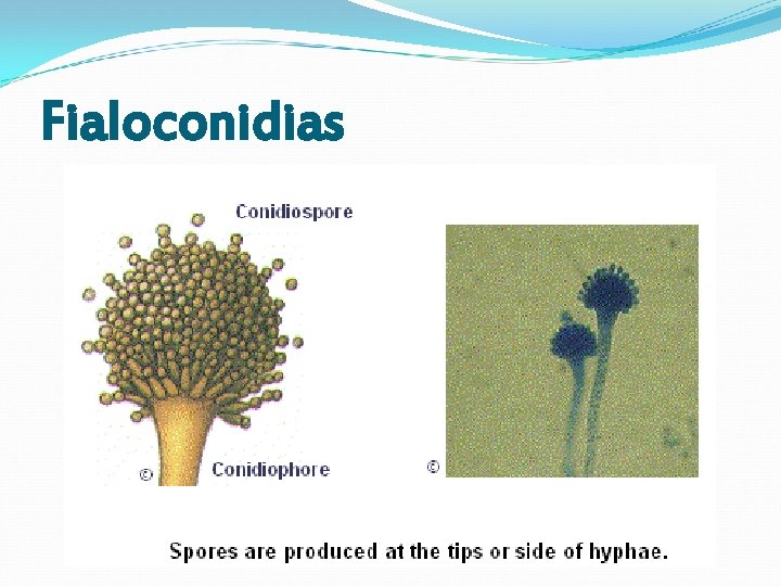 Fialoconidias Fialoconidias