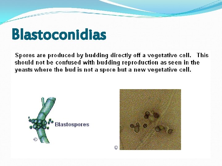 Blastoconidias Blastoconidias