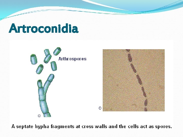 Artroconidia Artroconidia