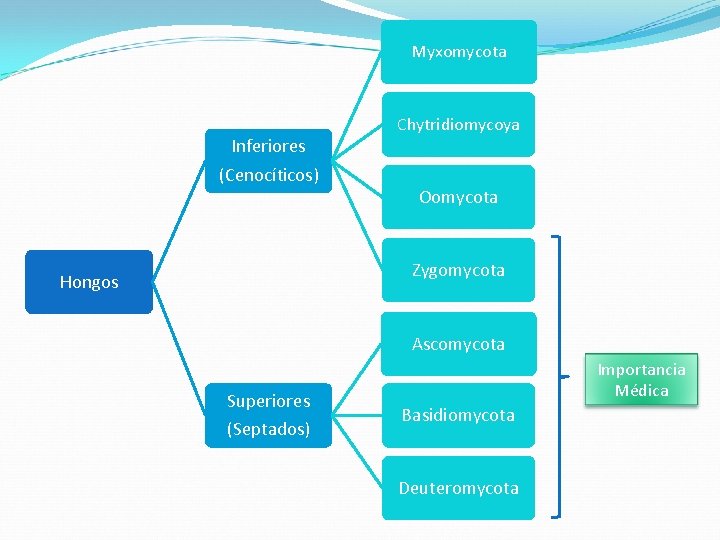 Myxomycota Inferiores (Cenocíticos) Chytridiomycoya Oomycota Zygomycota Hongos Ascomycota Superiores (Septados) Importancia Médica Basidiomycota Deuteromycota Myxomycota Inferiores (Cenocíticos) Chytridiomycoya Oomycota Zygomycota Hongos Ascomycota Superiores (Septados) Importancia Médica Basidiomycota Deuteromycota