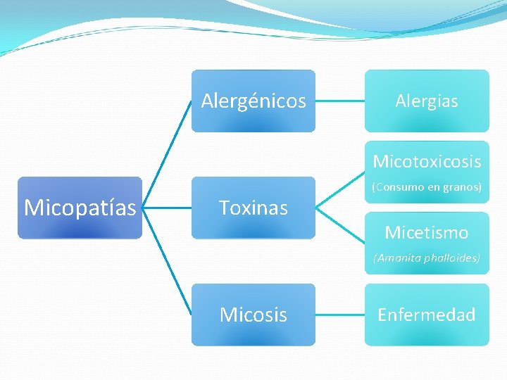 Alergénicos Alergias Micotoxicosis Micopatías Toxinas (Consumo en granos) Micetismo (Amanita phalloides) Micosis Enfermedad Alergénicos Alergias Micotoxicosis Micopatías Toxinas (Consumo en granos) Micetismo (Amanita phalloides) Micosis Enfermedad
