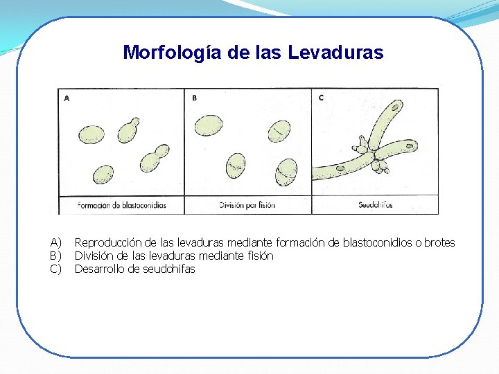 Morfología de las Levaduras A) B) C) Reproducción de las levaduras mediante formación de Morfología de las Levaduras A) B) C) Reproducción de las levaduras mediante formación de