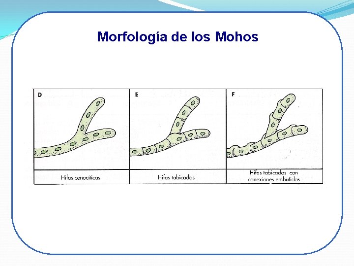 Morfología de los Mohos Morfología de los Mohos