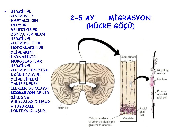  • GERMİNAL MATRİKS, 7 HAFTALIKKEN OLUŞUR. VENTRİKÜLER ZONDA YER ALAN GERMİNAL MATRİKS, TÜM