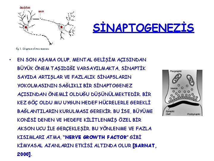 SİNAPTOGENEZİS • EN SON AŞAMA OLUP, MENTAL GELİŞİM AÇISINDAN BÜYÜK ÖNEM TAŞIDIĞI VARSAYILMAKTA, SİNAPTİK