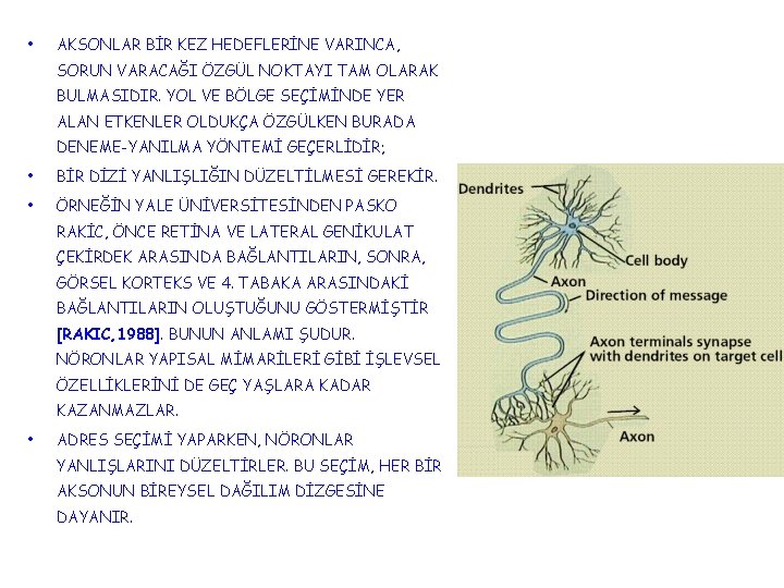  • AKSONLAR BİR KEZ HEDEFLERİNE VARINCA, SORUN VARACAĞI ÖZGÜL NOKTAYI TAM OLARAK BULMASIDIR.