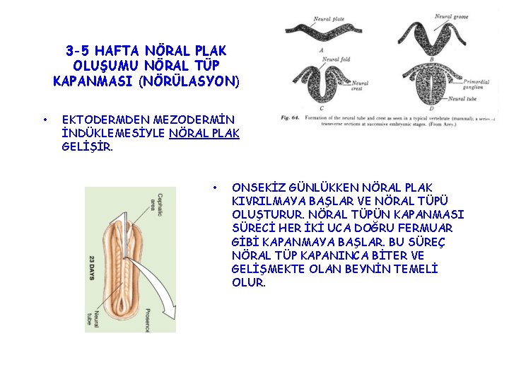 3 -5 HAFTA NÖRAL PLAK OLUŞUMU NÖRAL TÜP KAPANMASI (NÖRÜLASYON) • EKTODERMDEN MEZODERMİN İNDÜKLEMESİYLE