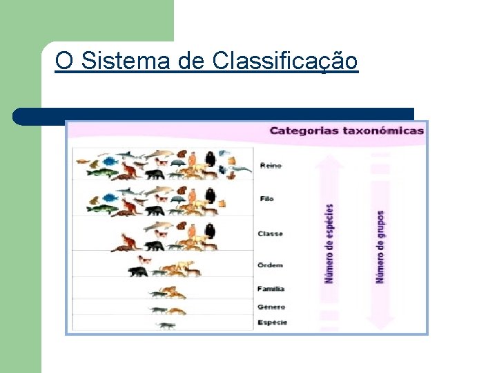 O Sistema de Classificação O Sistema de Classificação