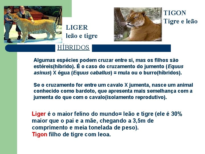 LIGER leão e tigre TIGON Tigre e leão HÍBRIDOS Algumas espécies podem cruzar entre