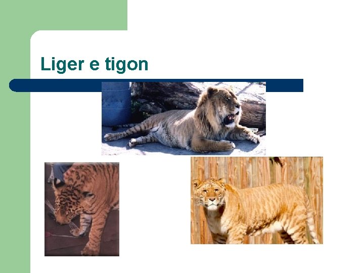 Liger e tigon 