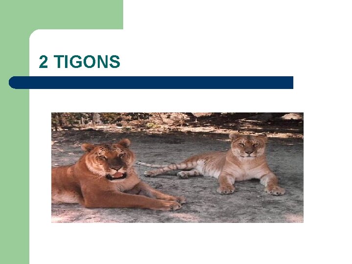 2 TIGONS 